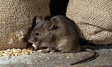 鼠類的危害與防治